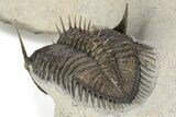 Triple Erbenochile Trilobite Association - Foum Zguid, Morocco #227801-5